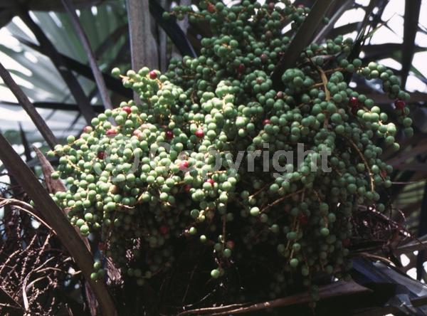 White blooms; Evergreen; Broadleaf