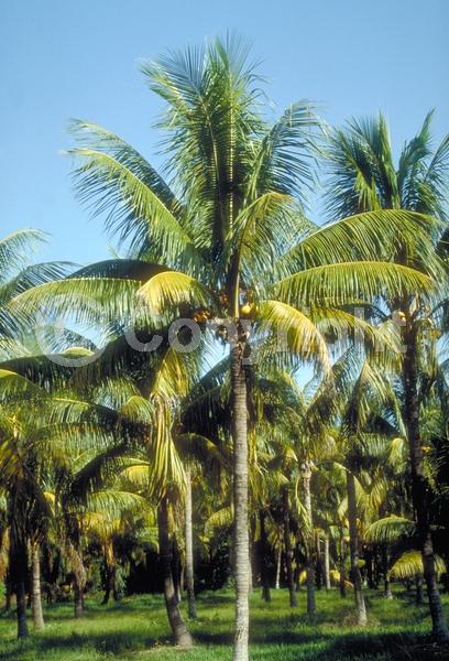 White blooms; Evergreen; Needles or needle-like leaf