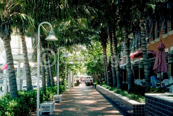 White blooms; Evergreen; Needles or needle-like leaf