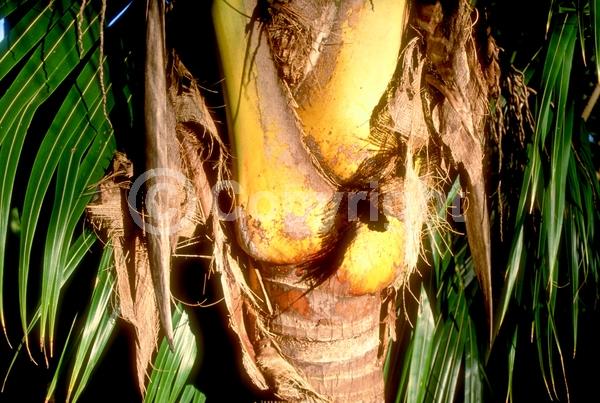 White blooms; Evergreen; Needles or needle-like leaf
