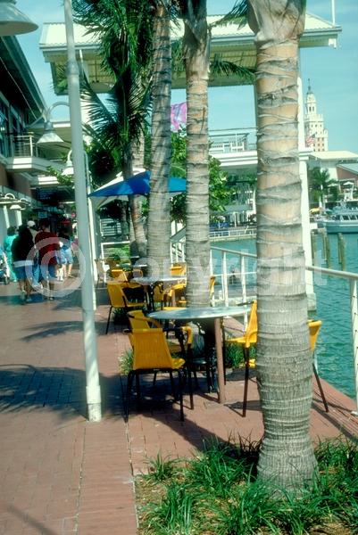 White blooms; Evergreen; Needles or needle-like leaf