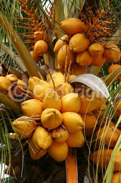 White blooms; Evergreen; Needles or needle-like leaf