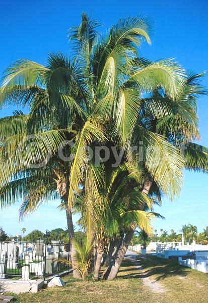 White blooms; Evergreen; Needles or needle-like leaf