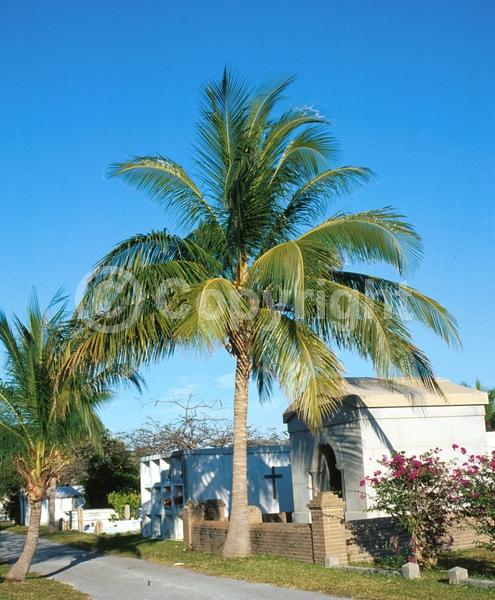 White blooms; Evergreen; Needles or needle-like leaf