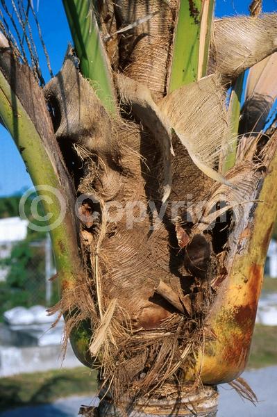 White blooms; Evergreen; Needles or needle-like leaf