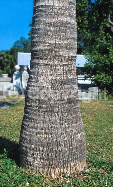 White blooms; Evergreen; Needles or needle-like leaf