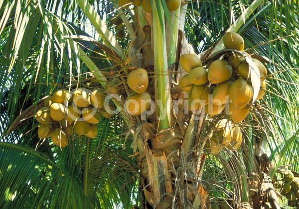 White blooms; Evergreen; Needles or needle-like leaf