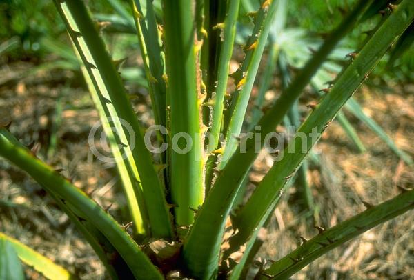 Brown blooms; Evergreen; Broadleaf