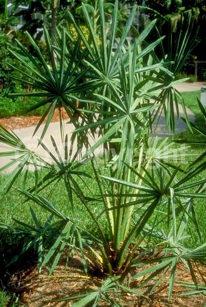 Brown blooms; Evergreen; Broadleaf