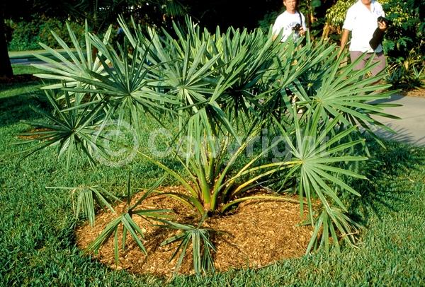 Brown blooms; Evergreen; Broadleaf