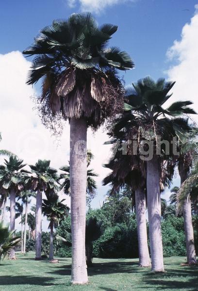 Brown blooms; Evergreen