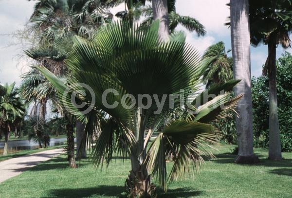 Brown blooms; Evergreen