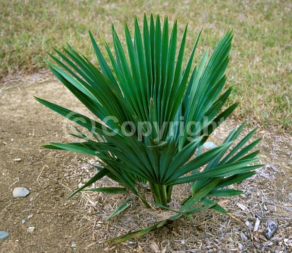 Brown blooms; Evergreen