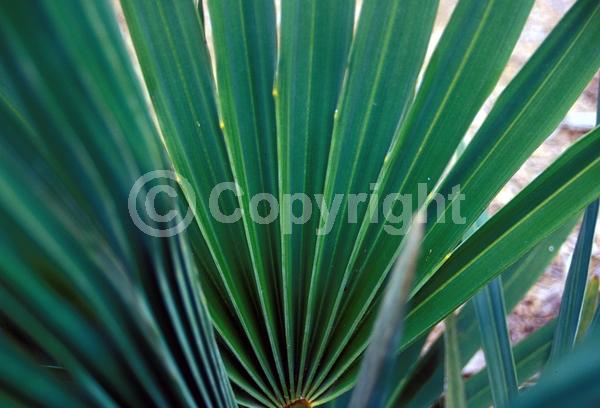 Brown blooms; Evergreen