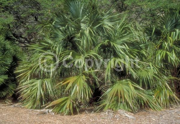 Brown blooms; Evergreen; Needles or needle-like leaf; North American Native