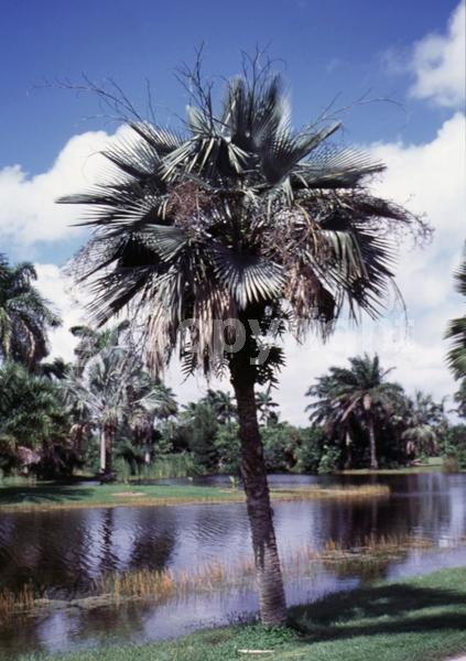 Brown blooms; Evergreen; Needles or needle-like leaf; North American Native
