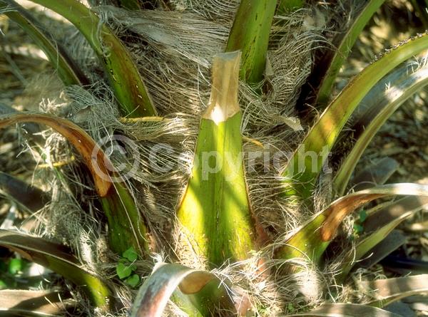 Brown blooms; Evergreen; Needles or needle-like leaf; North American Native