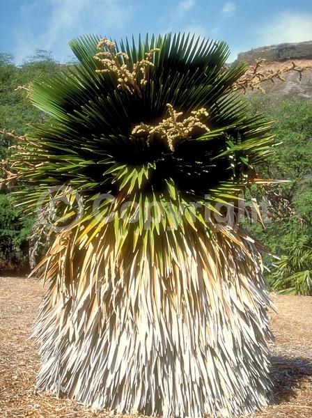 Brown blooms; Evergreen; Needles or needle-like leaf; North American Native
