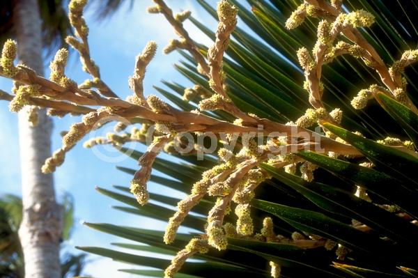 Brown blooms; Evergreen; Needles or needle-like leaf; North American Native