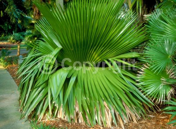 Brown blooms; Evergreen; Needles or needle-like leaf; North American Native