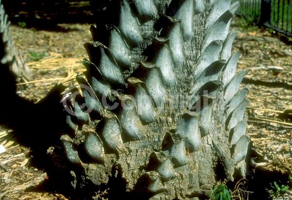 Brown blooms; Evergreen; Needles or needle-like leaf