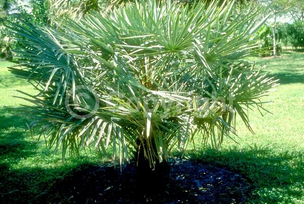 Brown blooms; Evergreen; Needles or needle-like leaf