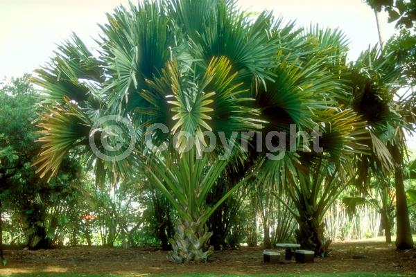 White blooms; Broadleaf