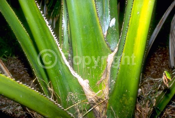 White blooms; Broadleaf