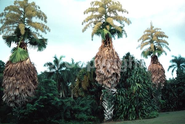 White blooms; Broadleaf