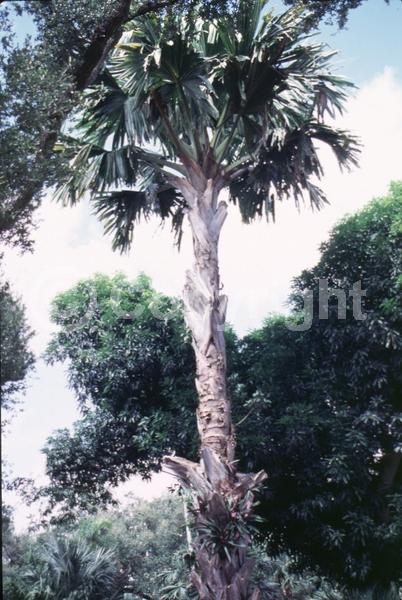 White blooms; Broadleaf