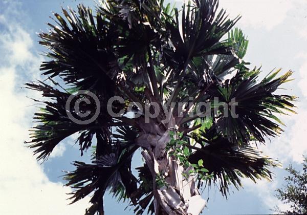 White blooms; Broadleaf