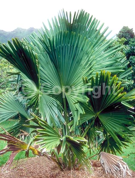 White blooms; Broadleaf