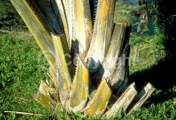 White blooms; Evergreen; Broadleaf