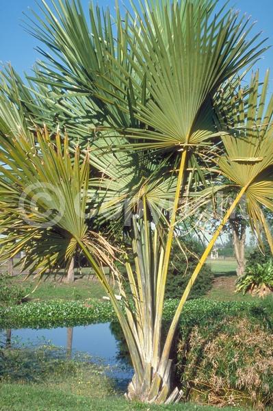 White blooms; Evergreen; Broadleaf