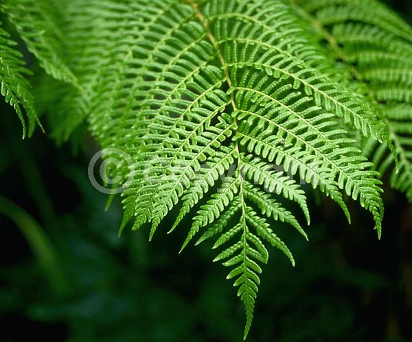 Evergreen; Needles or needle-like leaf