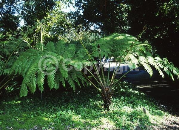 Evergreen; Needles or needle-like leaf