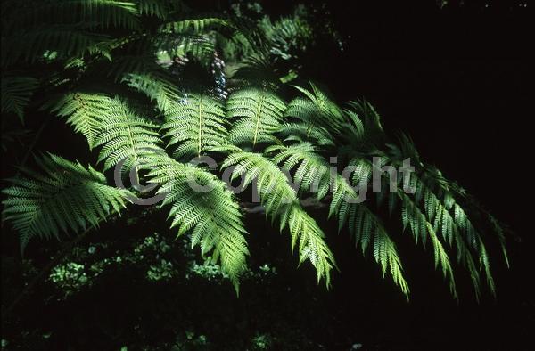 Evergreen; Needles or needle-like leaf