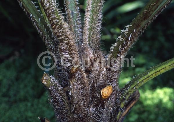 Evergreen; Needles or needle-like leaf