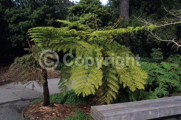 Evergreen; Needles or needle-like leaf