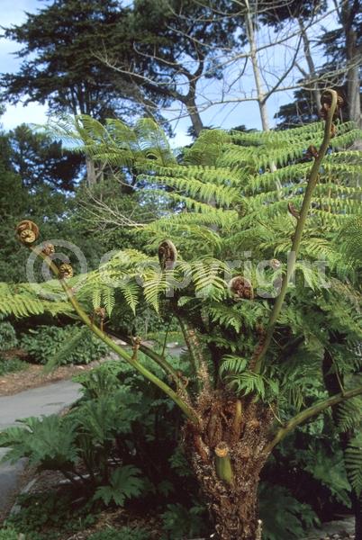 Evergreen; Needles or needle-like leaf