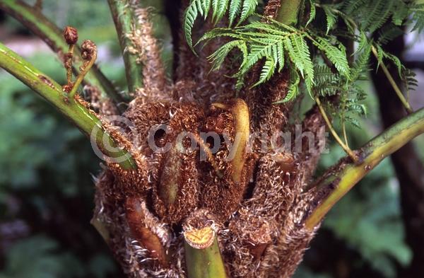 Evergreen; Needles or needle-like leaf