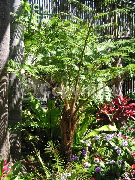 Evergreen; Needles or needle-like leaf