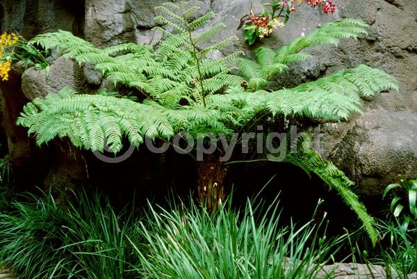 Evergreen; Needles or needle-like leaf