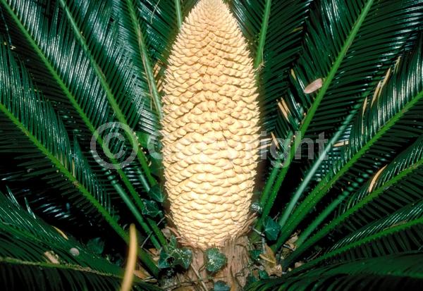 Evergreen; Needles or needle-like leaf