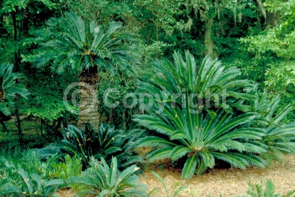 Evergreen; Needles or needle-like leaf