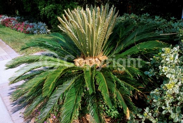 Evergreen; Needles or needle-like leaf