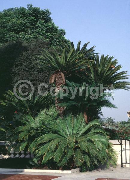 Evergreen; Needles or needle-like leaf