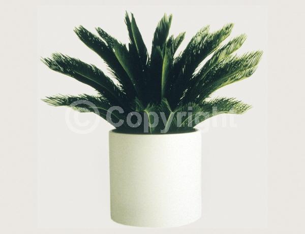 Evergreen; Needles or needle-like leaf