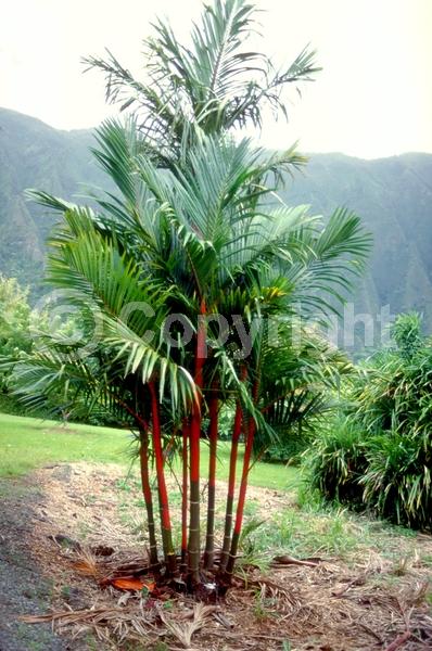 Green blooms; Evergreen; Broadleaf