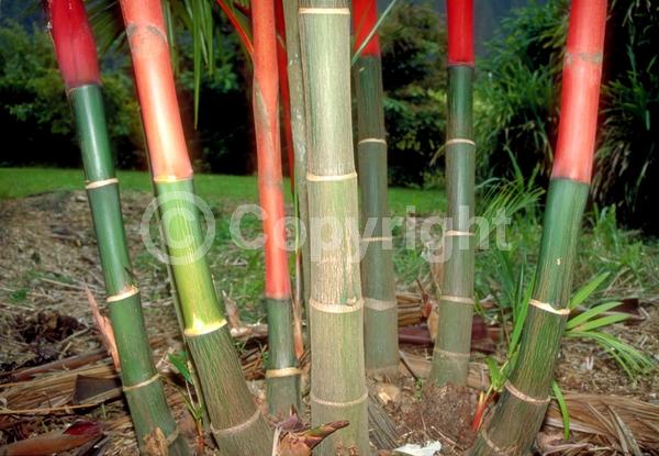 Green blooms; Evergreen; Broadleaf